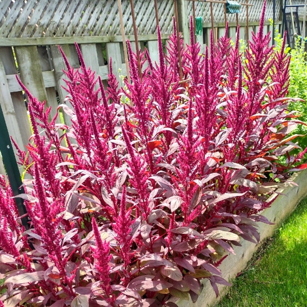 ADD ON ITEM - Purple Amaranth Seeds